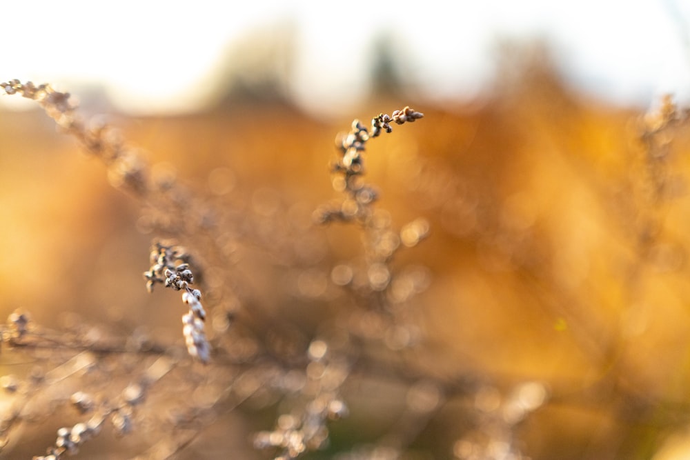 water droplets on brown grass during daytime