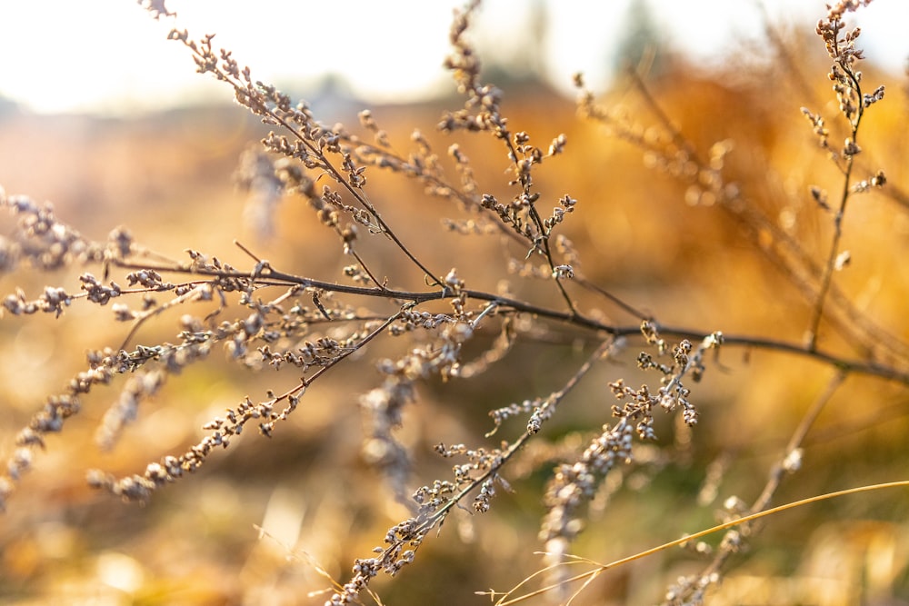 brown leafless tree during daytime