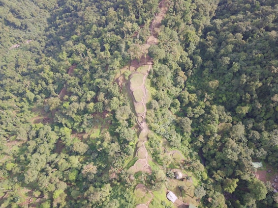 An aerial view of a dense tropical forest with a meandering path carved through it. The vegetation is lush and green, interspersed with varied trees and plants. The path appears to be a series of terraces or steps, possibly agricultural. Small structures are visible amongst the greenery, indicating human presence.