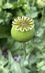 A colorful pod tee featuring bold matches of matcha green and cherry red with whimsical patterns.