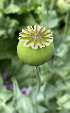 A colorful pod tee featuring bold matches of matcha green and cherry red with whimsical patterns.