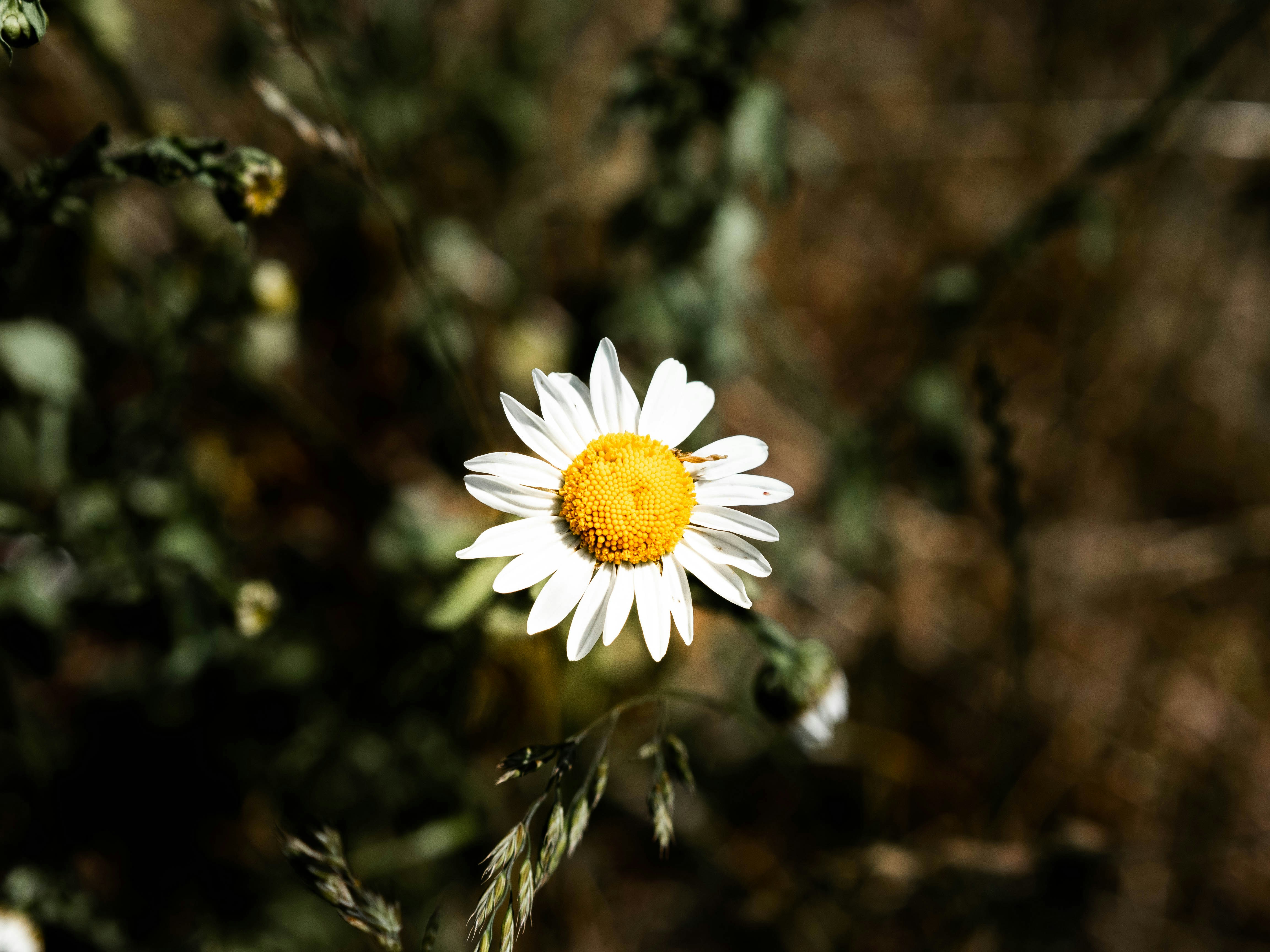 white daisy in bloom during daytime