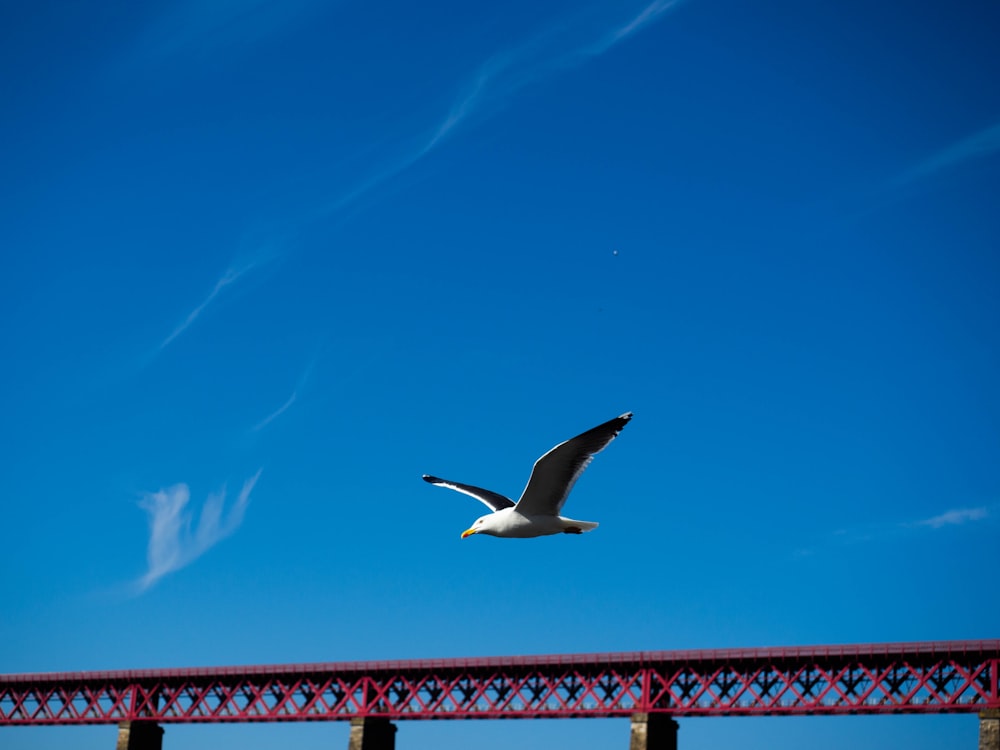 white bird flying over the sea during daytime