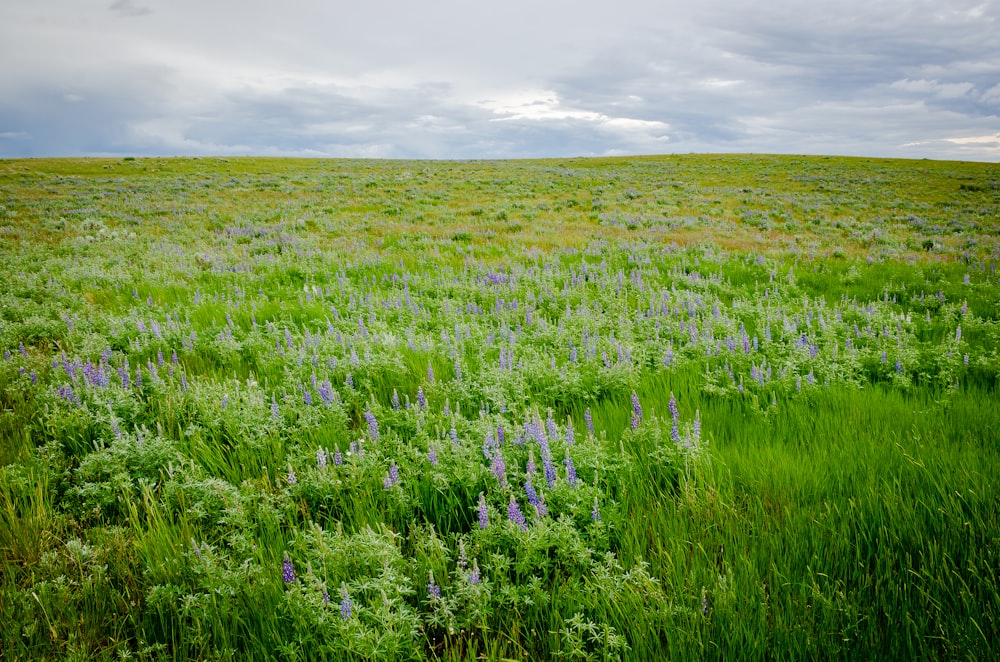 purple flower field under white clouds during daytime