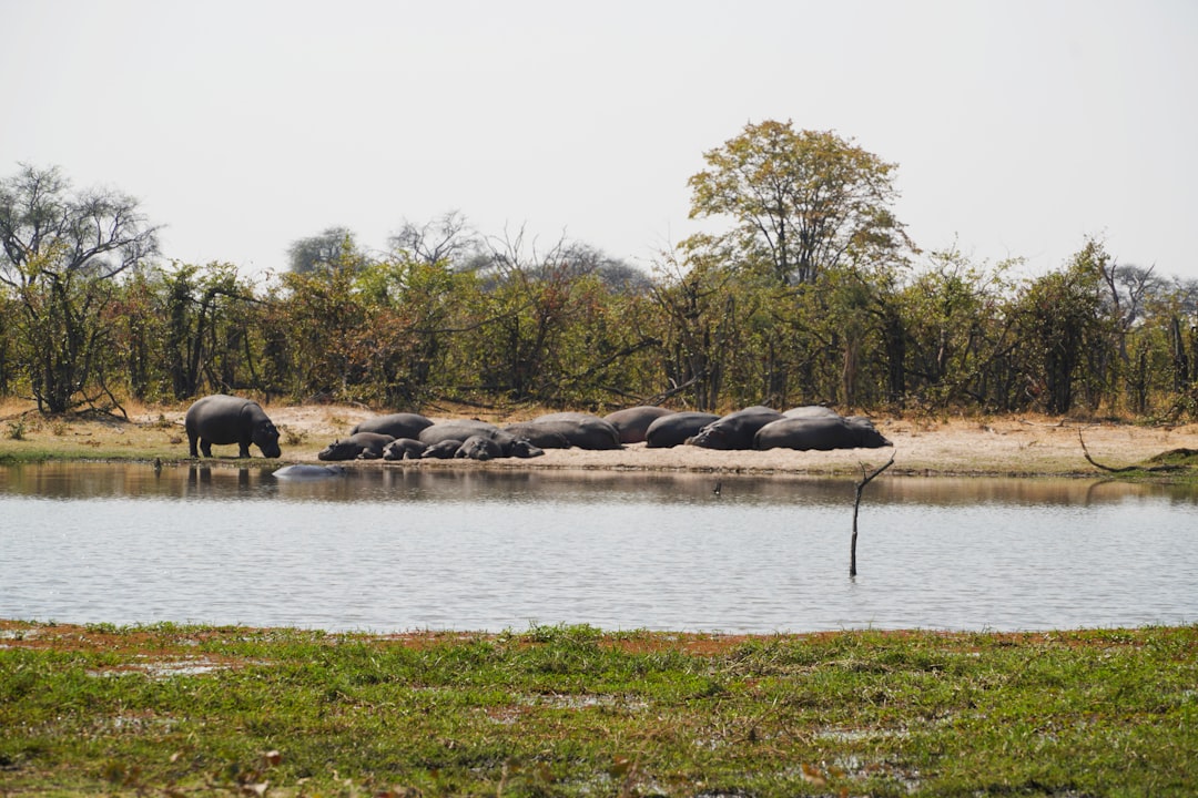 Lake photo spot Okavango Delta Moremi Game Reserve