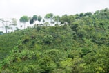 A lush, green hillside covered with dense foliage and various types of trees. The trees are tall and diverse, with some exhibiting broad canopies. The landscape appears vibrant and full of life, suggesting a healthy and thriving ecosystem.
