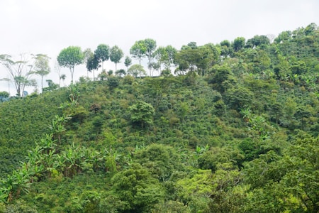 A lush, green hillside covered with dense foliage and various types of trees. The trees are tall and diverse, with some exhibiting broad canopies. The landscape appears vibrant and full of life, suggesting a healthy and thriving ecosystem.