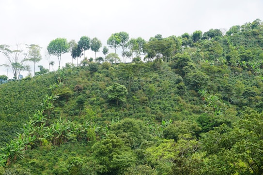 A lush, green hillside covered with dense foliage and various types of trees. The trees are tall and diverse, with some exhibiting broad canopies. The landscape appears vibrant and full of life, suggesting a healthy and thriving ecosystem.