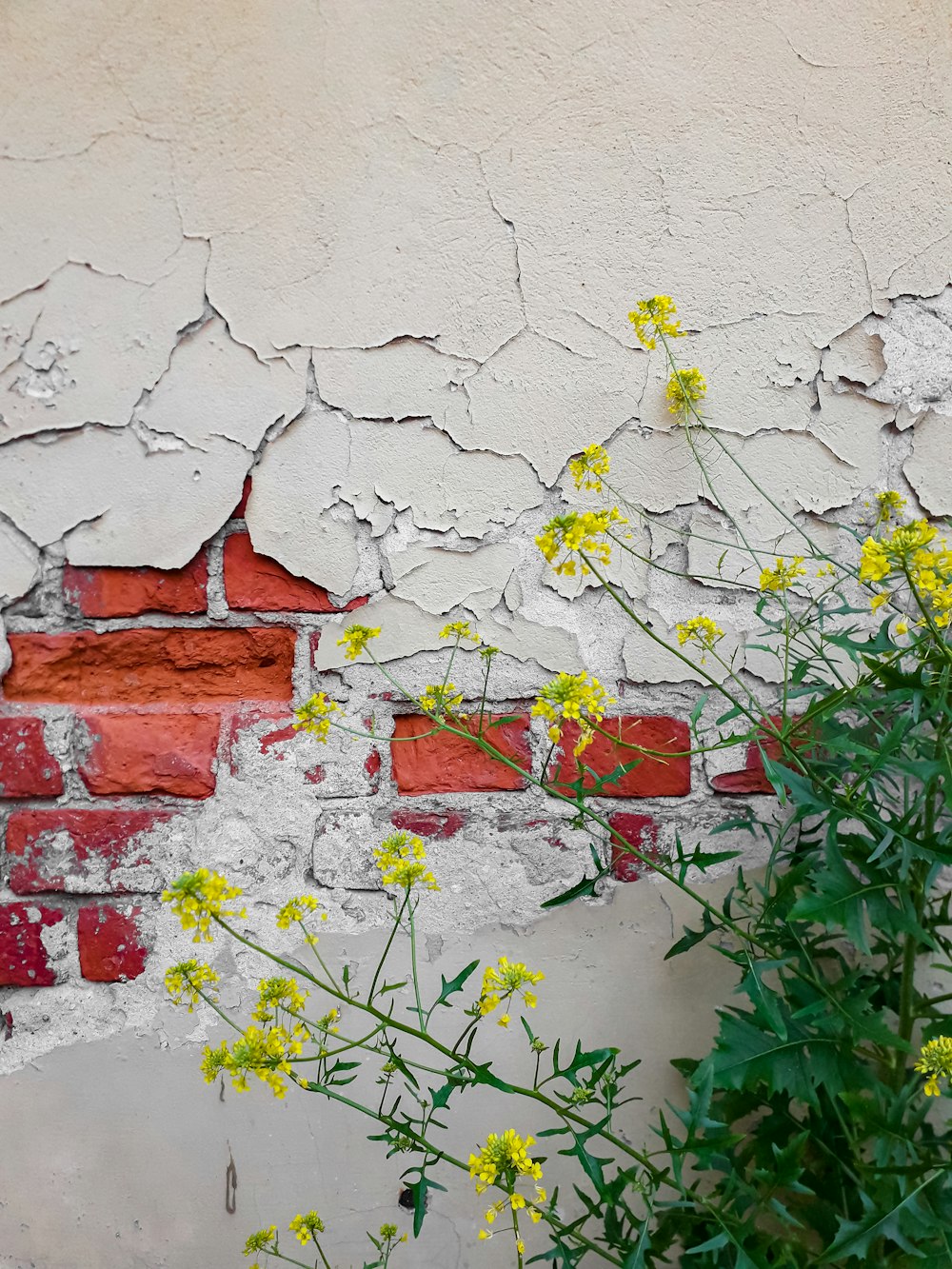 yellow flowers beside white concrete wall