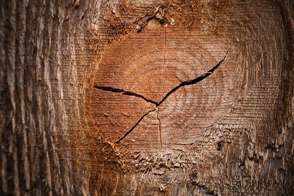 brown wooden tree trunk with water droplets