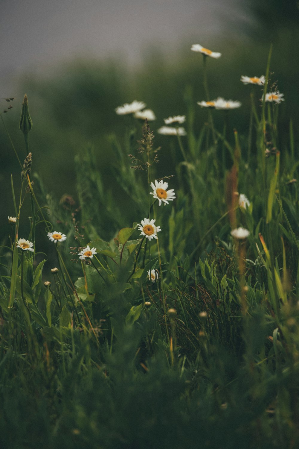 white daisy flowers in bloom during daytime