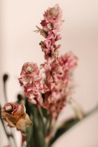 Close-up of delicate flowers in beige and rosé hues, evoking softness and elegance.