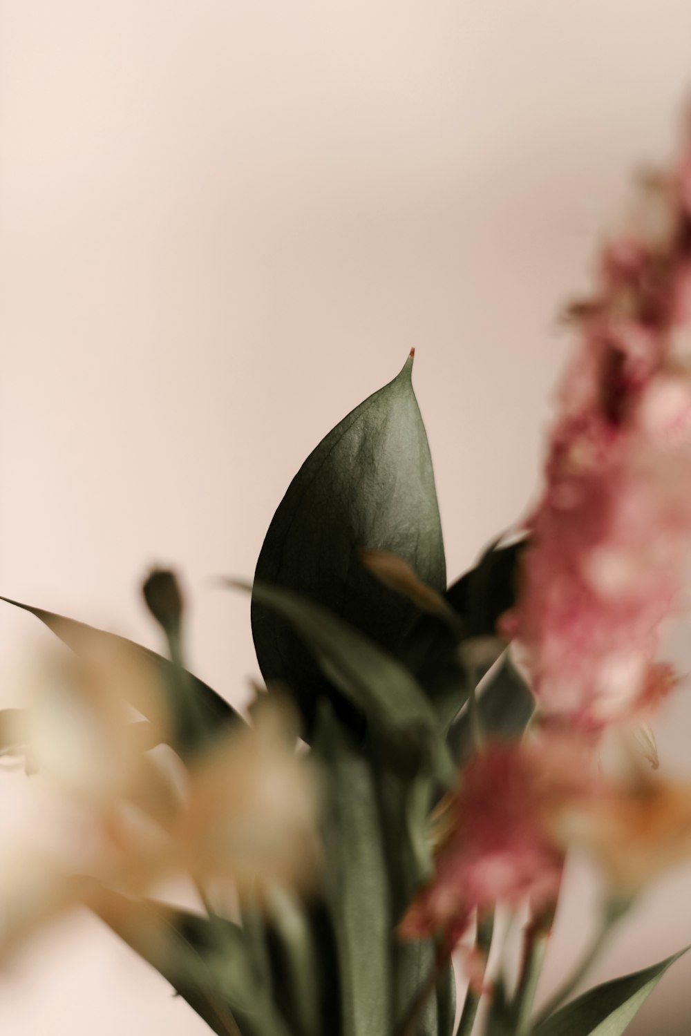 red and green flower bud