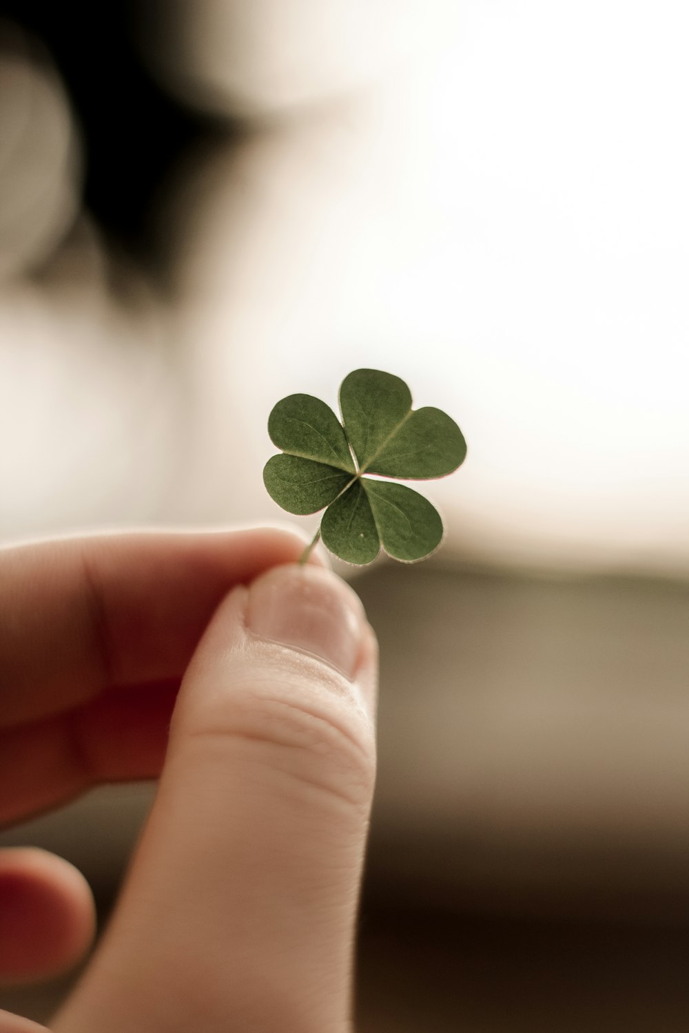 person holding green heart shaped leaf