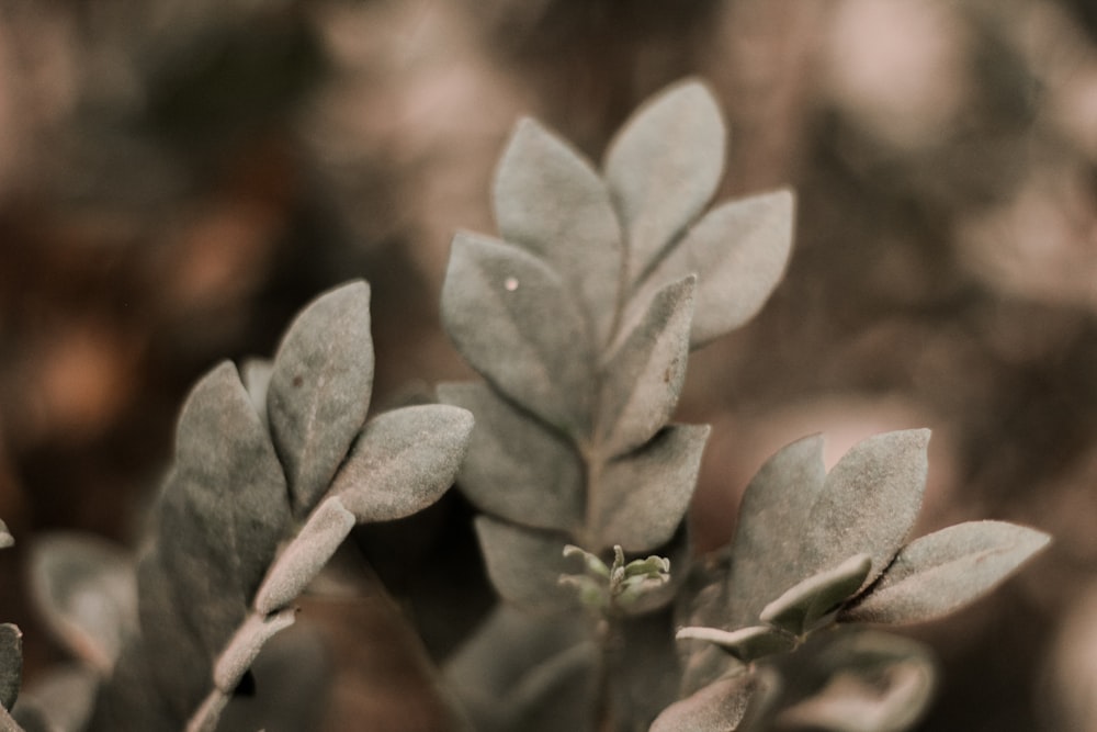 green leaves in tilt shift lens