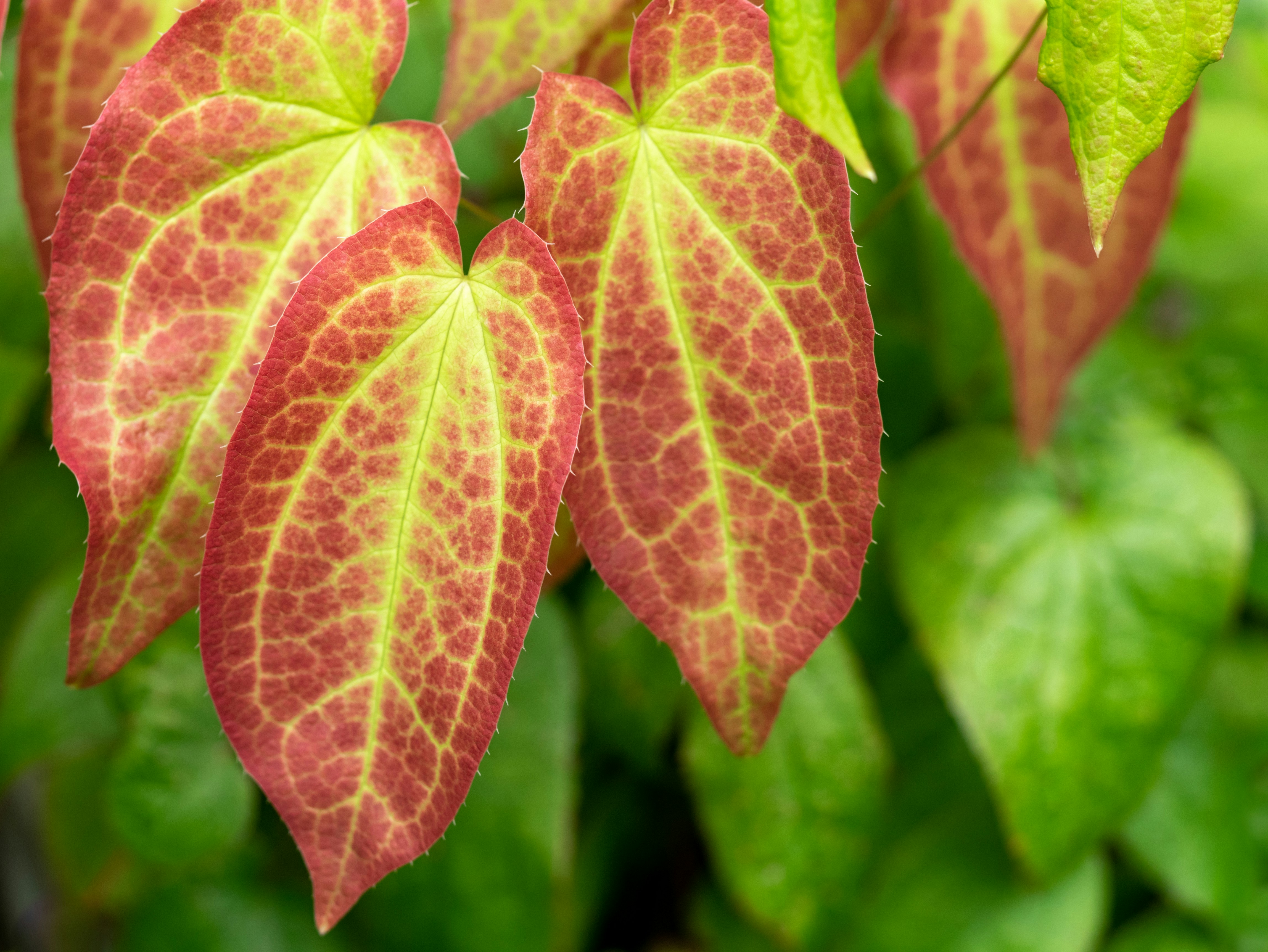 yellow and green leaf plant