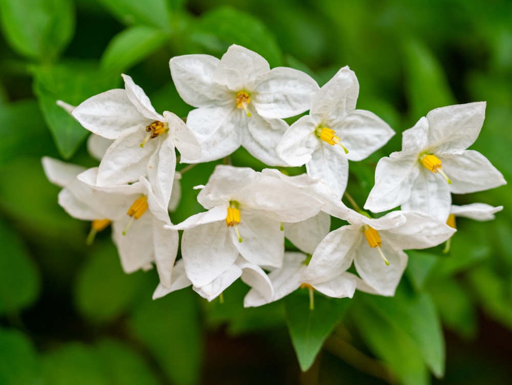 white flower in tilt shift lens