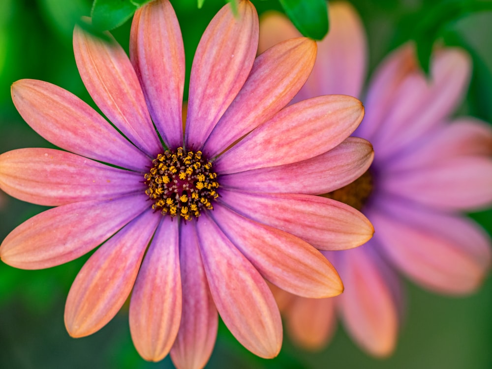 fleur rose dans la photo macro