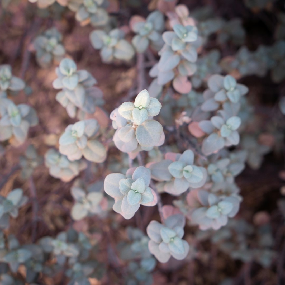 white and pink flowers in tilt shift lens