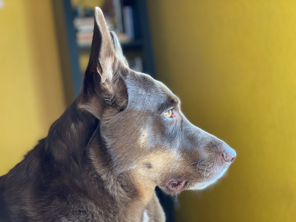Perro de pelo corto negro en fotografía de primer plano