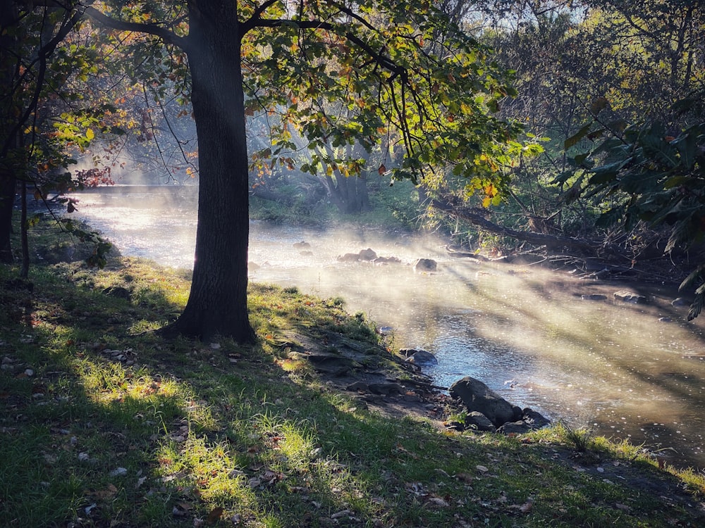 green trees beside river during daytime