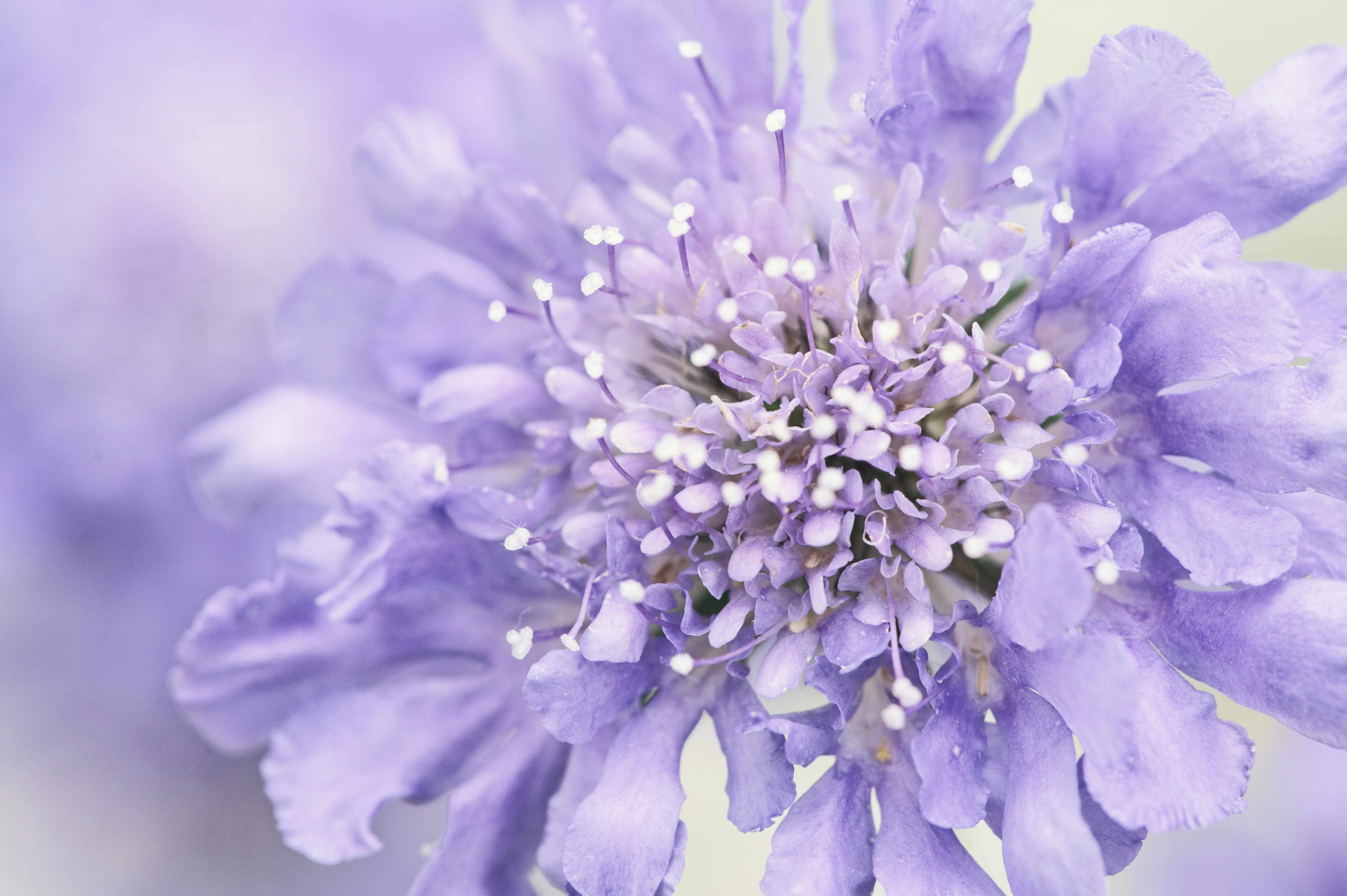 Photo by jankao