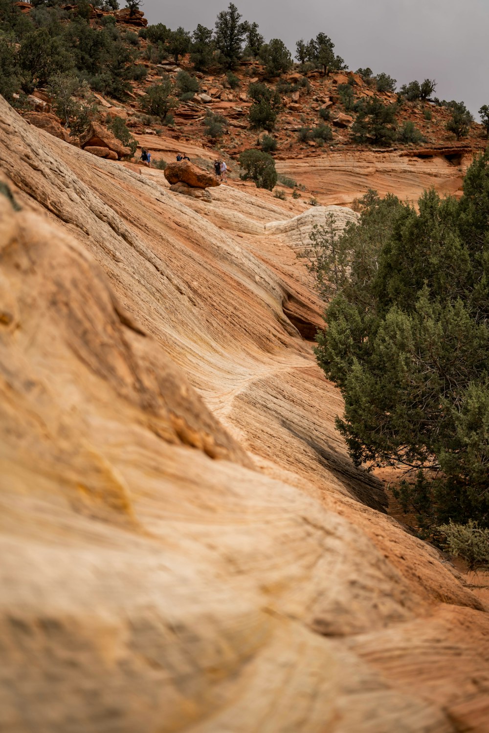 green trees on brown rock formation during daytime