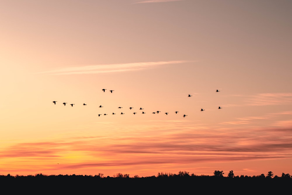 silhouette of birds flying during sunset