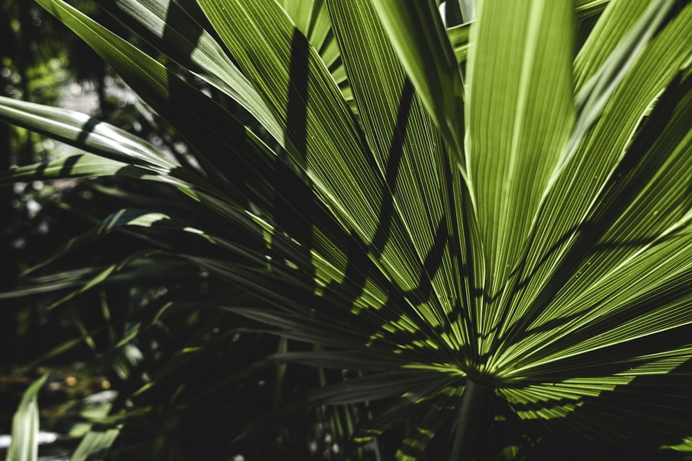 green palm plant during daytime