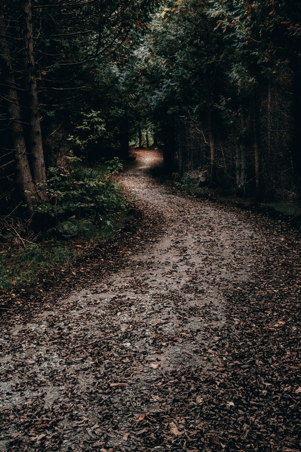 brown dirt road between green trees during daytime