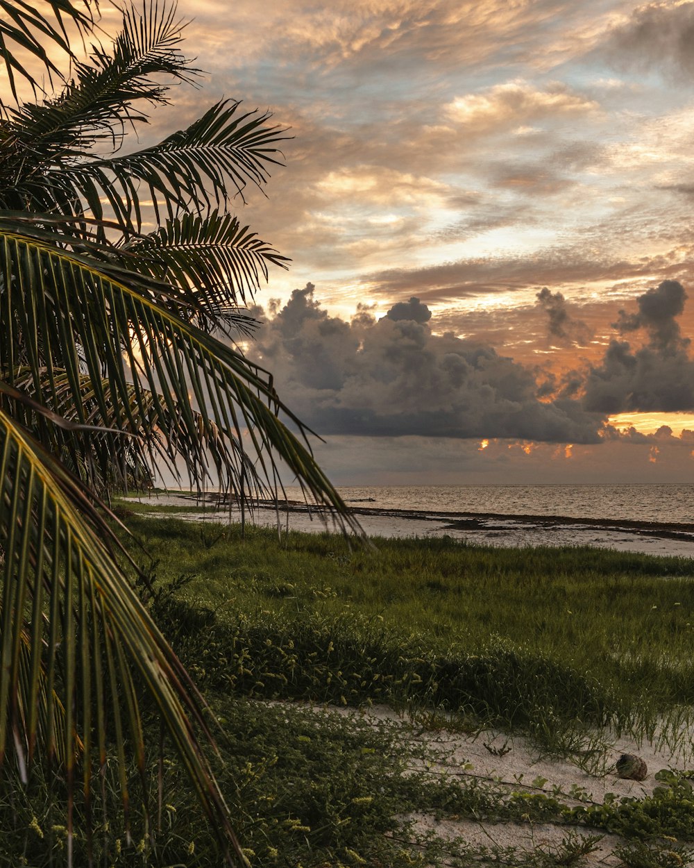 green palm tree near sea during sunset