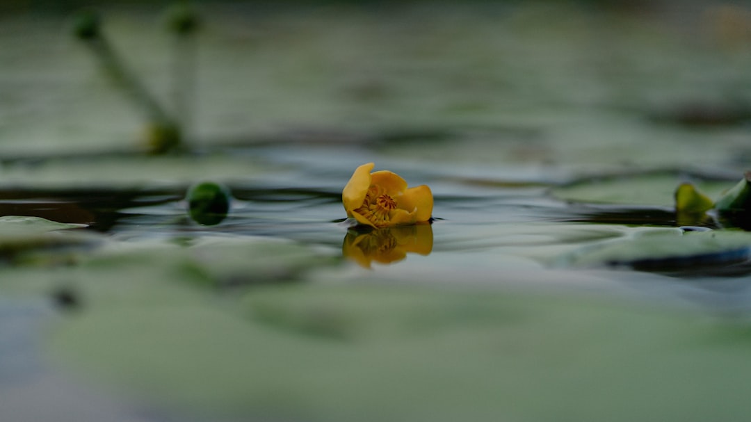yellow flower on water during daytime