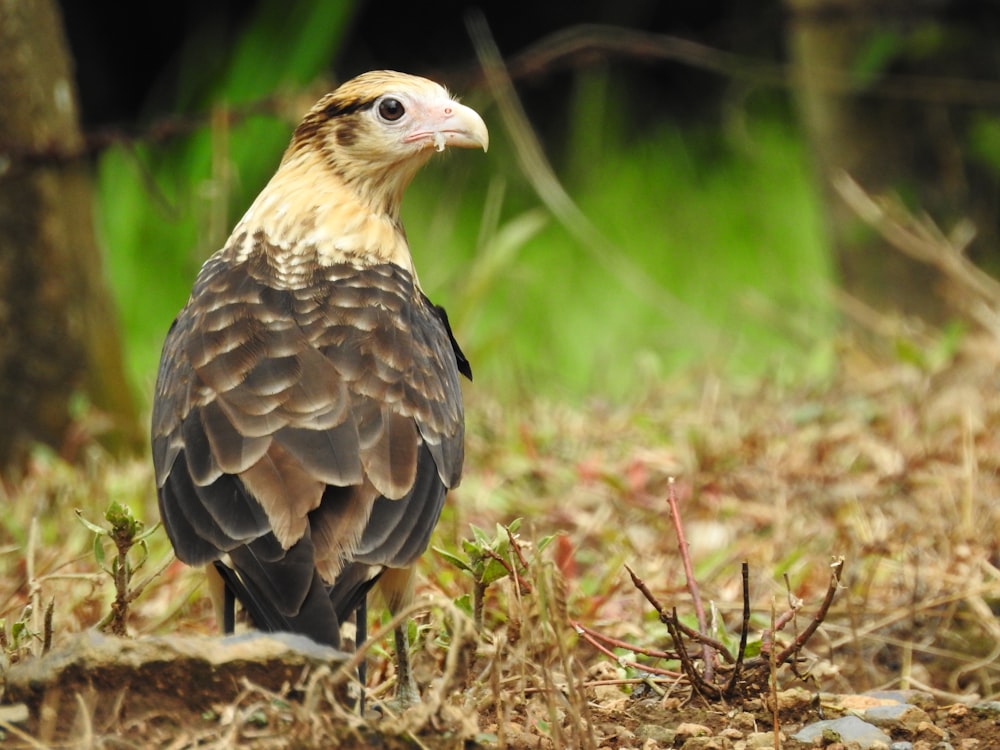 brown and white bird on brown grass during daytime