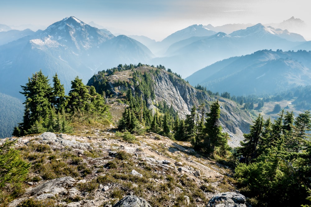 green trees on mountain during daytime