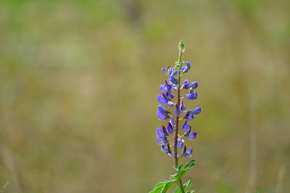 purple flower in tilt shift lens