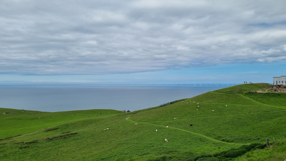 green grass field under white clouds and blue sky during daytime