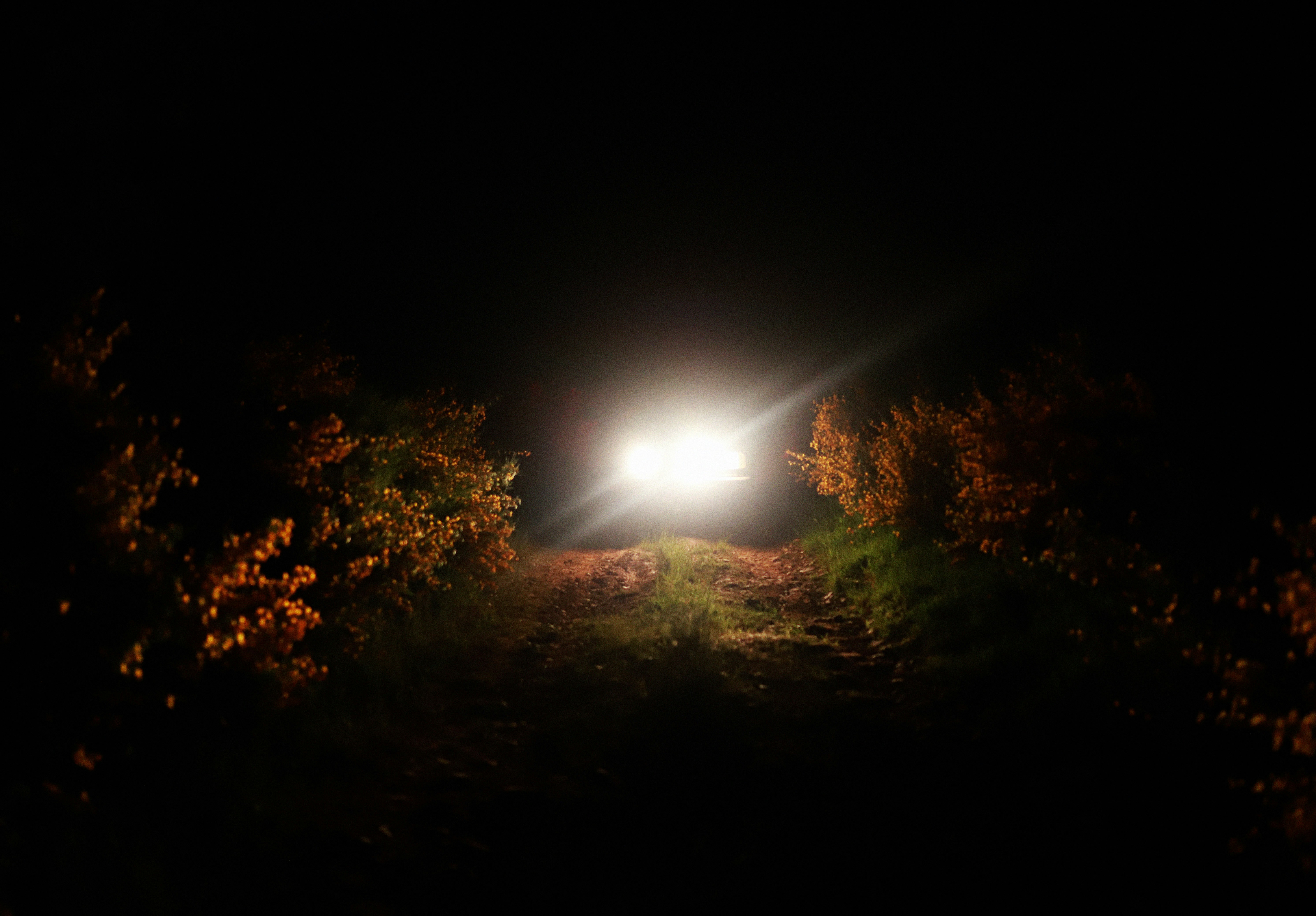 green trees under sunny sky