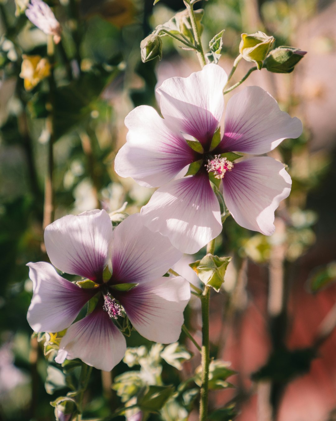 white and purple flower in tilt shift lens