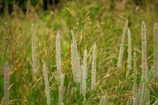 Tall, slender grass blades with feathery, flowering heads are scattered throughout a lush green field. The scene captures various stages of grass growth, with some plants appearing more matured and taller. The background is softly blurred, adding depth and focus to the foreground plants.