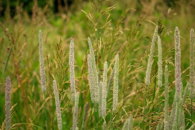 Tall, slender grass blades with feathery, flowering heads are scattered throughout a lush green field. The scene captures various stages of grass growth, with some plants appearing more matured and taller. The background is softly blurred, adding depth and focus to the foreground plants.
