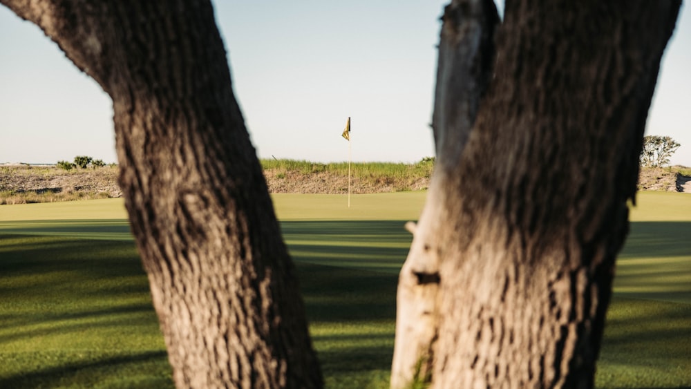 a view of a golf course through two trees