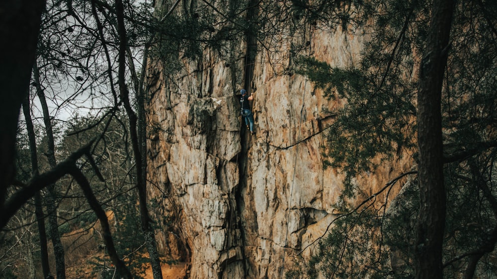 person climbing on brown tree