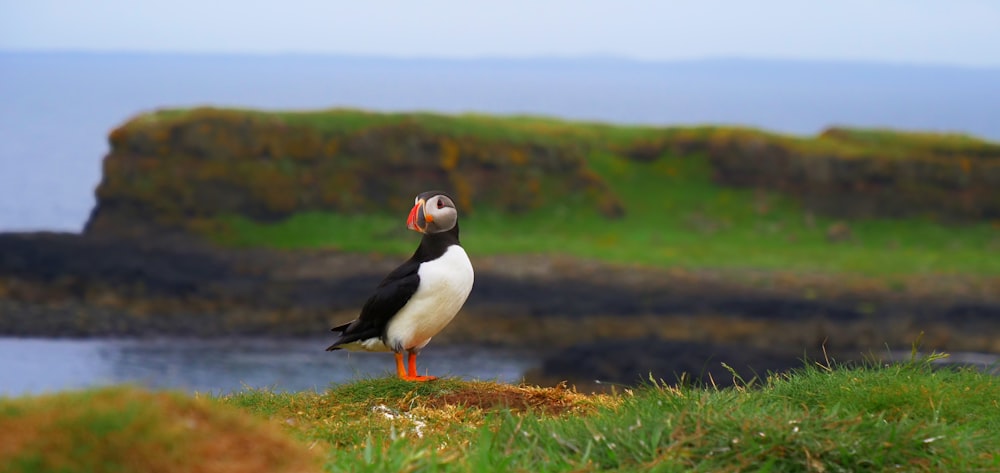 black and white bird on green grass field during daytime