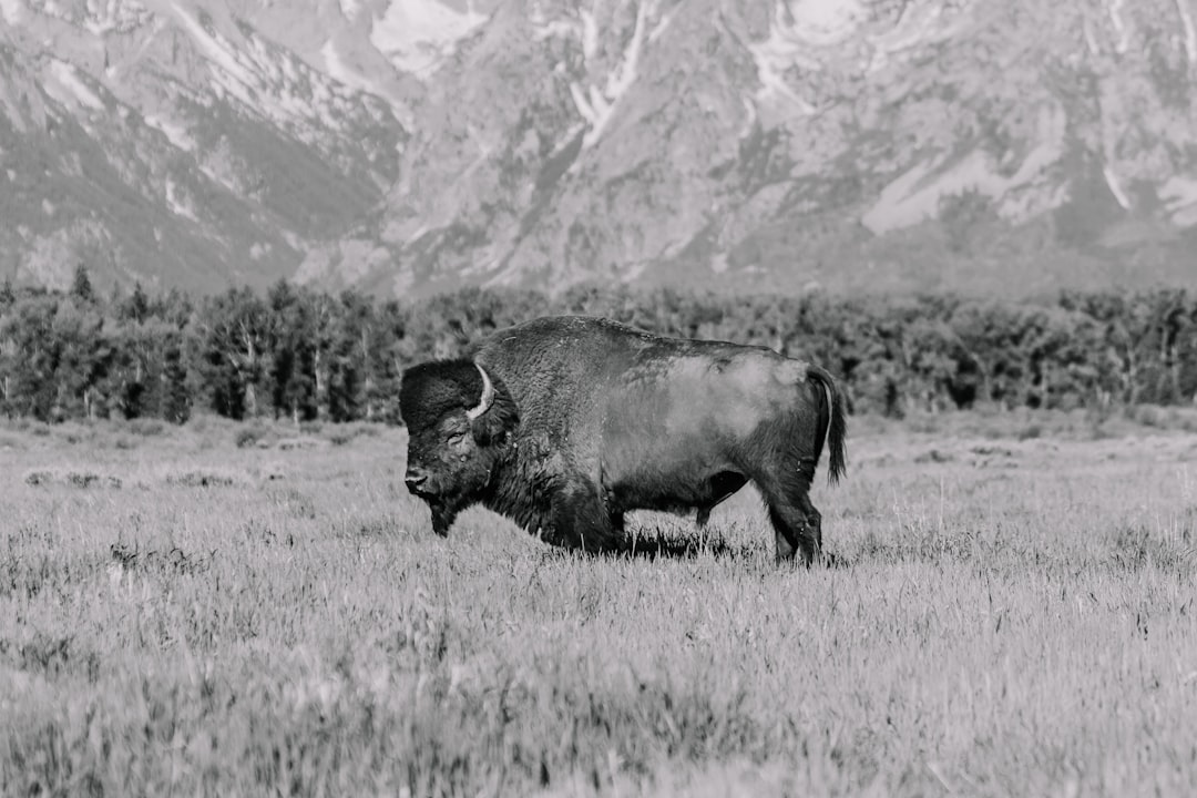 black bison on green grass field during daytime