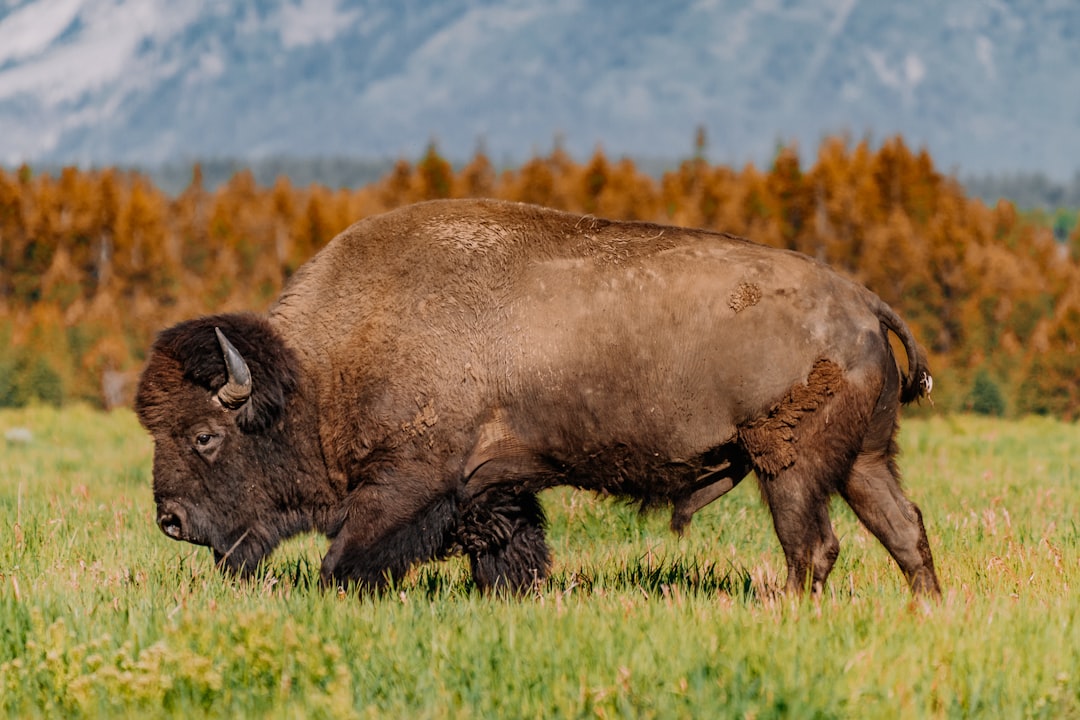 black bison on green grass field during daytime