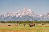 A serene landscape features a herd of bison grazing on a vast grassy field with rocky, snow-capped mountains towering in the background. The scene is surrounded by a dense line of trees separating the grassland from the mountains.
