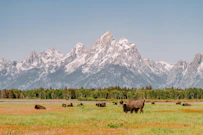 brown cow on green grass field near snow covered mountain during daytime