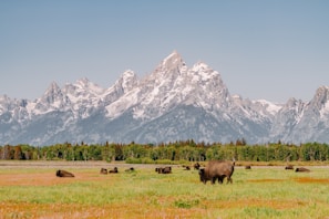 A serene landscape features a herd of bison grazing on a vast grassy field with rocky, snow-capped mountains towering in the background. The scene is surrounded by a dense line of trees separating the grassland from the mountains.