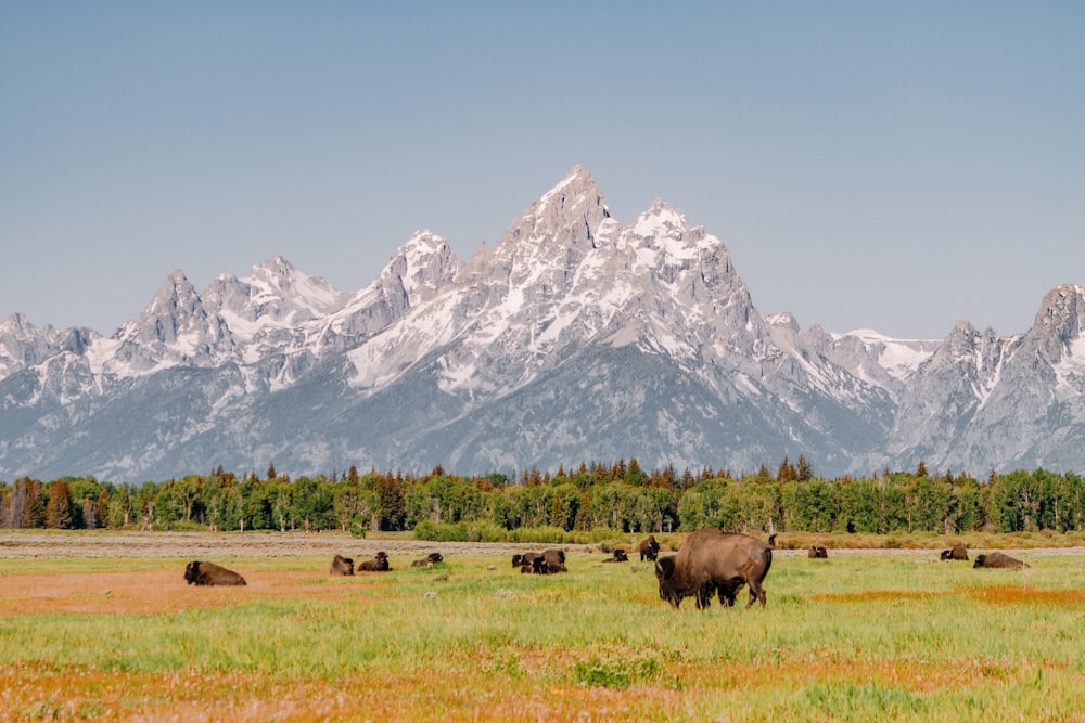 brown cow on green grass field near snow covered mountain during daytime