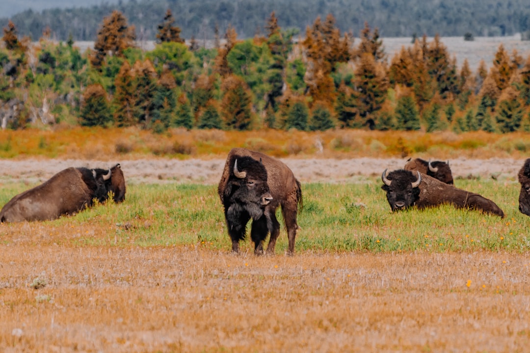 black bison on brown grass field during daytime